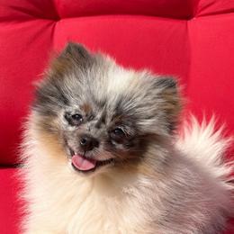 Mosaic - Blue Merle Parti Female - Blue merle female Pomeranian puppy in Buck Valley, Pennsylvania from Buck Valley Pomeranians