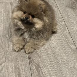 Pomeranian Puppies from Lori’s Precious Poms