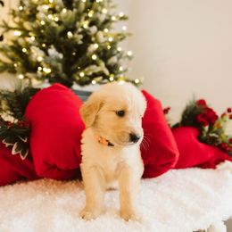 Boy 5 - male Golden Retriever puppy in Sanger, California from SDPREMIERGOLDENS