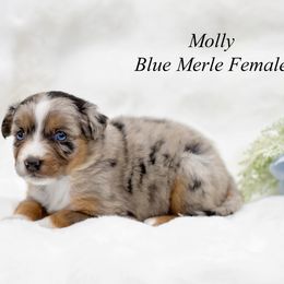 Molly - Blue merle female Miniature Australian Shepherd puppy in Mechanicsburg, Pennsylvania from TJ's Aussies