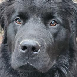 Newfoundlands from Mufasa's Pride (Newfoundland breeder)