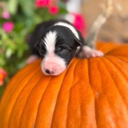 Girl 4 - Black-White - Black and white female Border Collie puppy in Minden, Iowa from Rocking N Registered Border Collies & Labradors