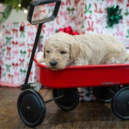 Beth - Cream female Poodle puppy in Leonard, Texas from Laird Farms