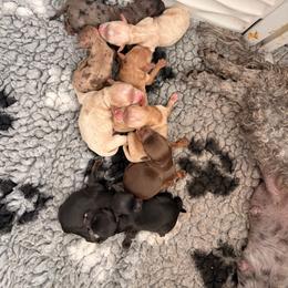 Girl 4 - Black female Goldendoodle puppy in Point, Texas from Tiny Paws Goldendoodles