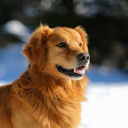 Harvest - Golden Retriever