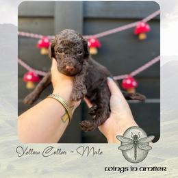 Wings in Amber - Yellow Collar - Chocolate male Goldendoodle puppy in Garland, Texas from Twilight Doodles