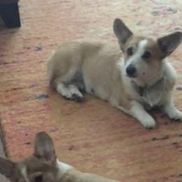 Pembroke Welsh Corgi Puppies from Coyote Creek Corgis