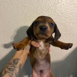 Max - Dapple male Dachshund puppy in Conroe, Texas from R&M Dachshunds