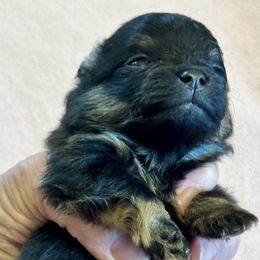 Ferrari - Black and tan male Pomeranian puppy in Sacramento, California from M-J’s AKC Breeder of Merit of Show Pomeranians