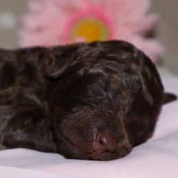 Violet - Phantom female Bernedoodle puppy in Ohio from Moore Doodles