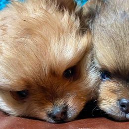 Pomeranians from Epiphany Pomeranians