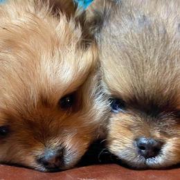 Pomeranians from Epiphany Pomeranians