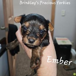 Ember - Black and tan female Yorkshire Terrier puppy in West Plains, Missouri from Brinkley Yorkies