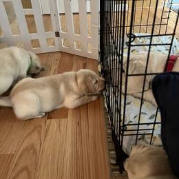 Labrador Retriever Puppies from Four Belles Labradors
