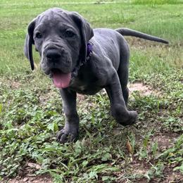 Sapphire - Blue female Great Dane puppy in Rosharon, Texas from Parker's Great Danes