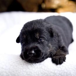 Diesel - Sable male German Shepherd puppy in Youngsville, North Carolina from Di casa Esperanza