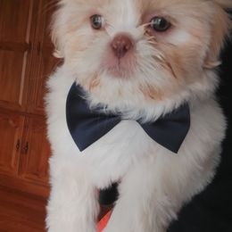 Shih Tzu Puppies from Nickerson Farms Shih Tzu & Imperial Beauties LLC.