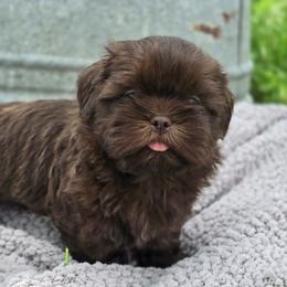 Teddy - Chocolate male Shih Tzu puppy in Mountain Grove, Missouri from Precious Puppies