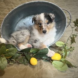 Rapunzel - Blue merle female Collie puppy in Chilhowie, Virginia from Jolly Collies & Kingdom Elite Yorkshire Terriers