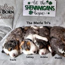Bernedoodle Puppies from A Star is Born Doodles
