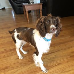Paisley  - English Springer Spaniel