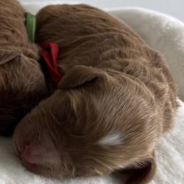 Finnegan - Red  male Goldendoodle puppy in Stratford, New Jersey from Meadow Lark Doodles
