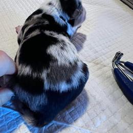 Miniature Australian Shepherd Puppies from Kusch Farm Mini Aussies