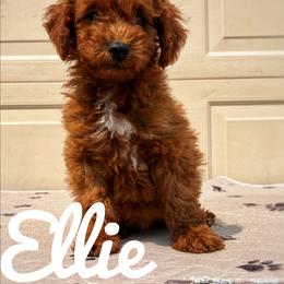 Ellie - Red  female Goldendoodle puppy in Middleton, Idaho from Gem State Doodles