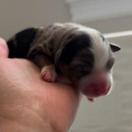 Blue Merle male - Blue merle male Toy Australian Shepherd puppy in Riverton, Utah from Iron Spirit Homestead & Aussies