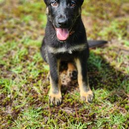 Liberty - Bi-color German Shepherd puppy in Deer Park, Alabama from Von Richardson Elite German Shepherds
