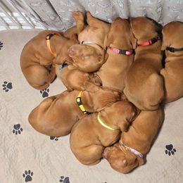 Vizsla Puppies from Avellana Vizslas