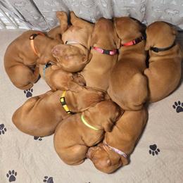 Vizsla Puppies from Avellana Vizslas