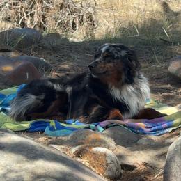 Doc - Miniature Australian Shepherd