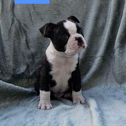 M4 - Brindle and white male Boston Terrier puppy in Newton Grove, North Carolina from Sassifras Boston Terriers