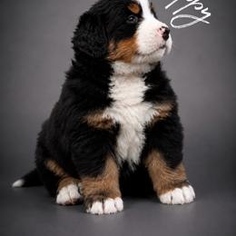 Cassian - Tri-color male Bernese Mountain Dog puppy in Lecanto, Florida from Lecanto Puppy