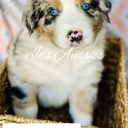 Australian Shepherd Puppies from Jo’s Aussies