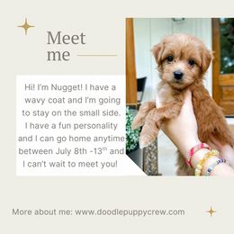 Nugget the Cavapoochon - male Cavapoochon puppy in Atlanta, Georgia from Doodle Puppy Crew