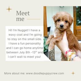 Nugget the Cavapoochon - male Cavapoochon puppy in Atlanta, Georgia from Doodle Puppy Crew