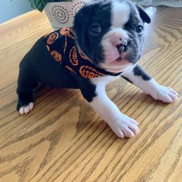 Boston Terrier Puppies from BT Woof Pack