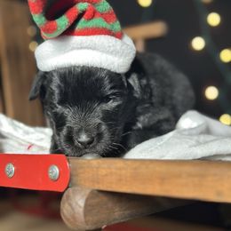 Cancer - Black female Newfoundland puppy in Tully, New York from Bear Paw Newfoundlands