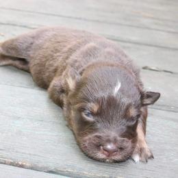 Paprika - Red tri-color female Australian Shepherd puppy in Macon, Georgia from Shaina’s Shepherds