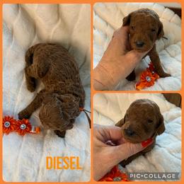 Diesel - Red  male Poodle puppy in Mount Vernon, Illinois from AMC Poodles