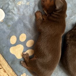 Girl 3 - Chocolate and tan female Dachshund puppy in Madison, Wisconsin from SK Dashing  Dachshunds