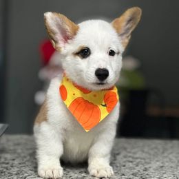Tripp - White and red male Pembroke Welsh Corgi puppy in Mannington, West Virginia from Sunshine Corgies