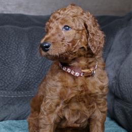 Hugo - Red  male Poodle puppy in Abilene, Texas from Mesquite Kennels