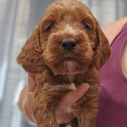 Green Collar Male - Red male Cockapoo puppy in Mocksville, North Carolina from Hunting Creek Farms