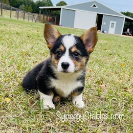 Babs - Pembroke Welsh Corgi