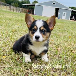 Babs - Pembroke Welsh Corgi