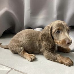 Dachshund Puppies from Dreaming of Dachshunds