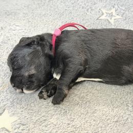 Pink 'Evie' - Black female Schnoodle puppy in Saint Augustine, Florida from Gunnie Luv, LLC